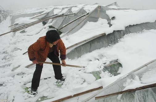 大雪壓垮鋼結(jié)構(gòu)廠房，眾多“二師兄”壯烈犧牲